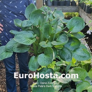 Hosta Pete's Dark Satellite - Eurohosta