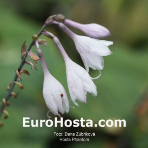 Hosta Phantom - Eurohosta