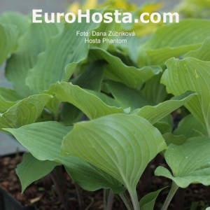 Hosta Phantom