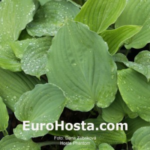 Hosta Phantom - Eurohosta