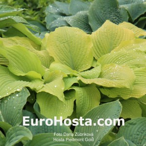 Hosta Piedmont Gold - Eurohosta