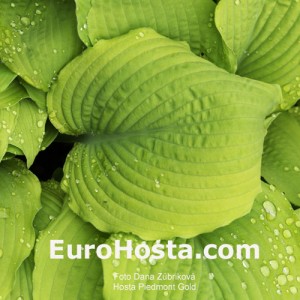 Hosta Piedmont Gold - Eurohosta