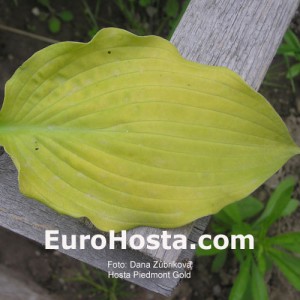 Hosta Piedmont Gold - Eurohosta