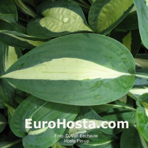 Hosta Pin-up