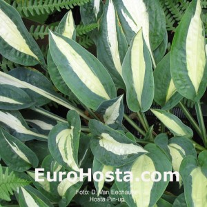 Hosta Pin-up