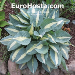 Hosta Pin-up