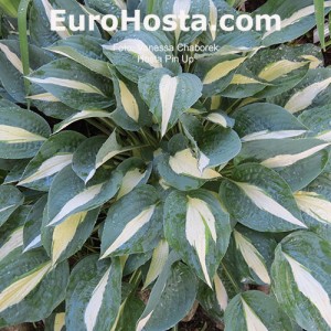 Hosta Pin-up