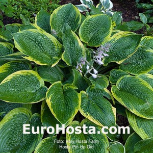 Hosta Pin Up Girl