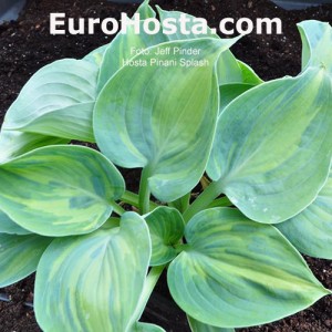 Hosta Pinani Splash