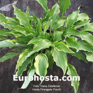 Hosta Pineapple Punch