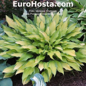 Hosta Pineapple Upsidedown Cake - Eurohosta