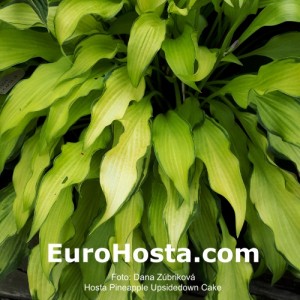 Hosta Pineapple Upsidedown Cake - Eurohosta