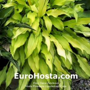 Hosta Pineapple Upsidedown Cake - Eurohosta