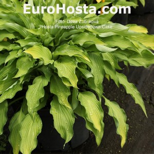 Hosta Pineapple Upsidedown Cake