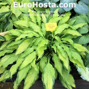 Hosta Pineapple Upsidedown Cake