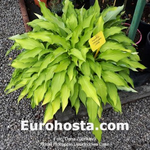 Hosta Pineapple Upsidedown Cake