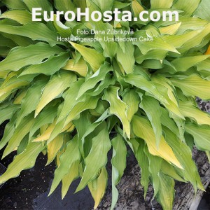 Hosta Pineapple Upsidedown Cake