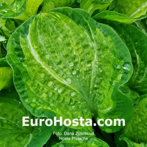 Hosta Pistache - Eurohosta