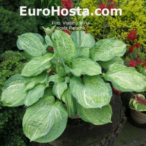 Hosta Pistache - Eurohosta