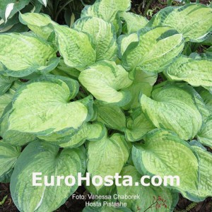 Hosta Pistache - Eurohosta