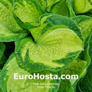 Hosta Pistache - Eurohosta