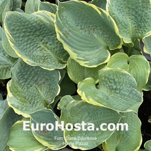 Hosta Pizzazz - Eurohosta