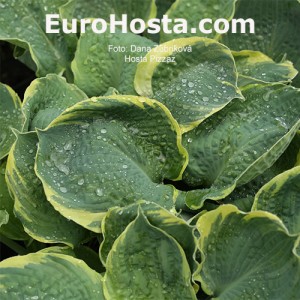 Hosta Pizzazz - Eurohosta