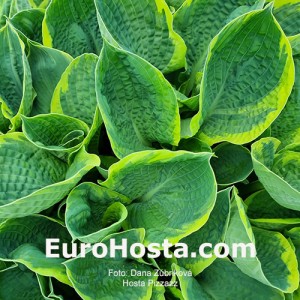 Hosta Pizzazz - Eurohosta