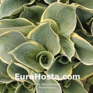 Hosta Pizzazz - Eurohosta