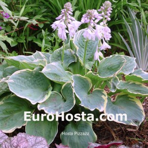 Hosta Pizzazz - Eurohosta