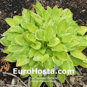 Hosta Platinum Tiara - Eurohosta