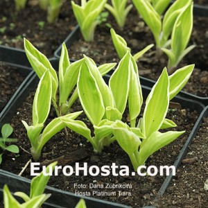 Hosta Platinum Tiara - Eurohosta