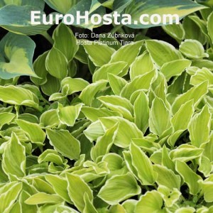 Hosta Platinum Tiara - Eurohosta