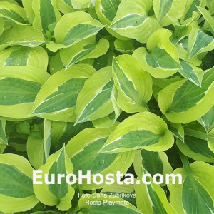 Hosta Playmate - Eurohosta