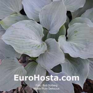 Hosta Plum Delicious