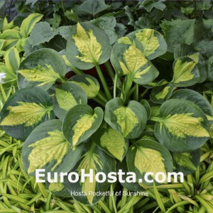 Hosta Pocketful of Sunshine - Eurohosta