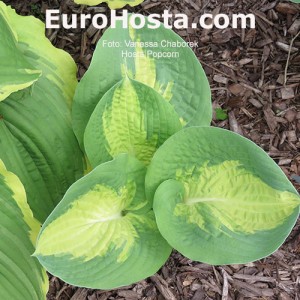 Hosta Popcorn - Eurohosta