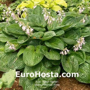Hosta Potomac Pride - Eurohosta