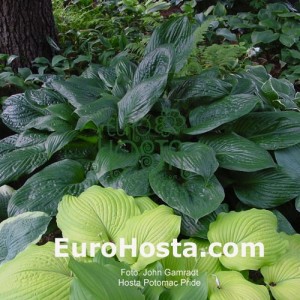 Hosta Potomac Pride - Eurohosta