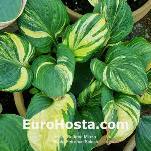 hosta Potomac Splash