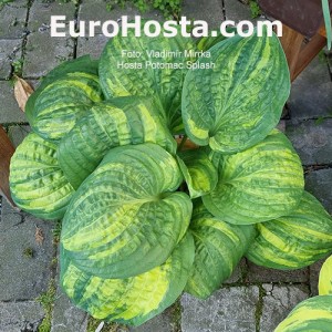 hosta Potomac Splash