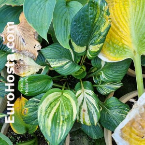 hosta Potomac Splash