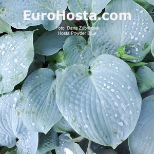 Hosta Powder Blue