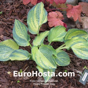 Hosta Powder Keg - Eurohosta