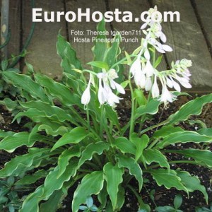 Hosta Pineapple Punch