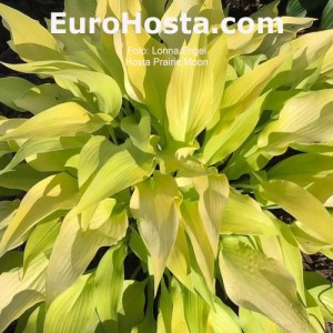 Hosta Prarie Moon