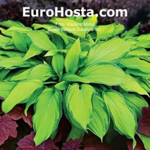 Hosta Prairie's Edge