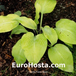 Hosta Prarie Moon