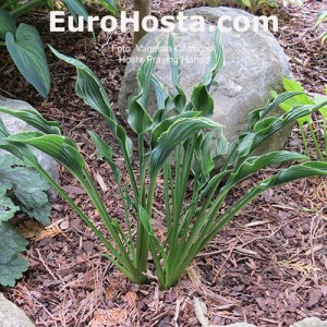 Hosta Praying Hands