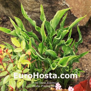 Hosta Praying Hands - Eurohosta